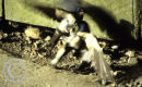 Fighting Swallows